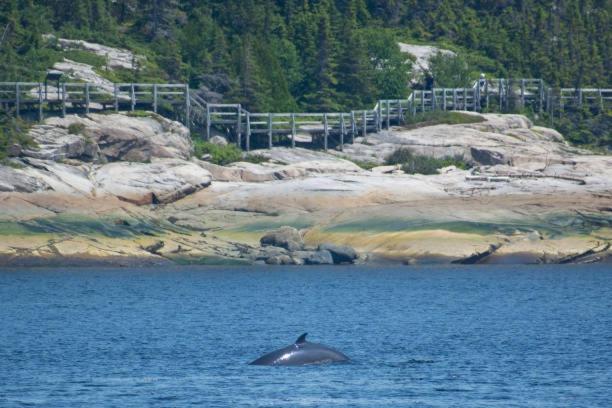 Motel De L'Anse A L'Eau Tadoussac Kültér fotó